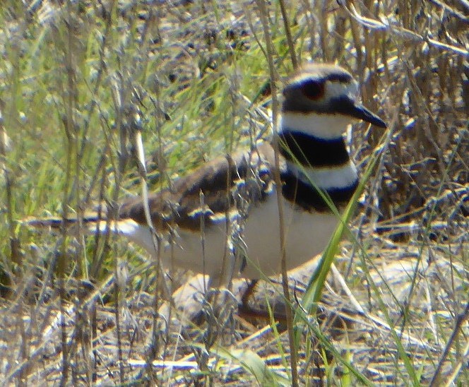 Killdeer - Melanie Barnett