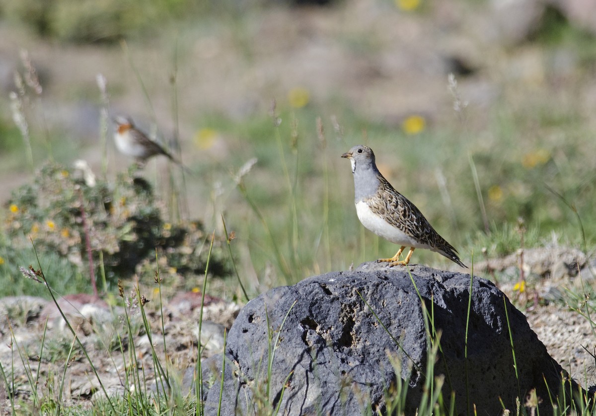 Gray-breasted Seedsnipe - ML45829691