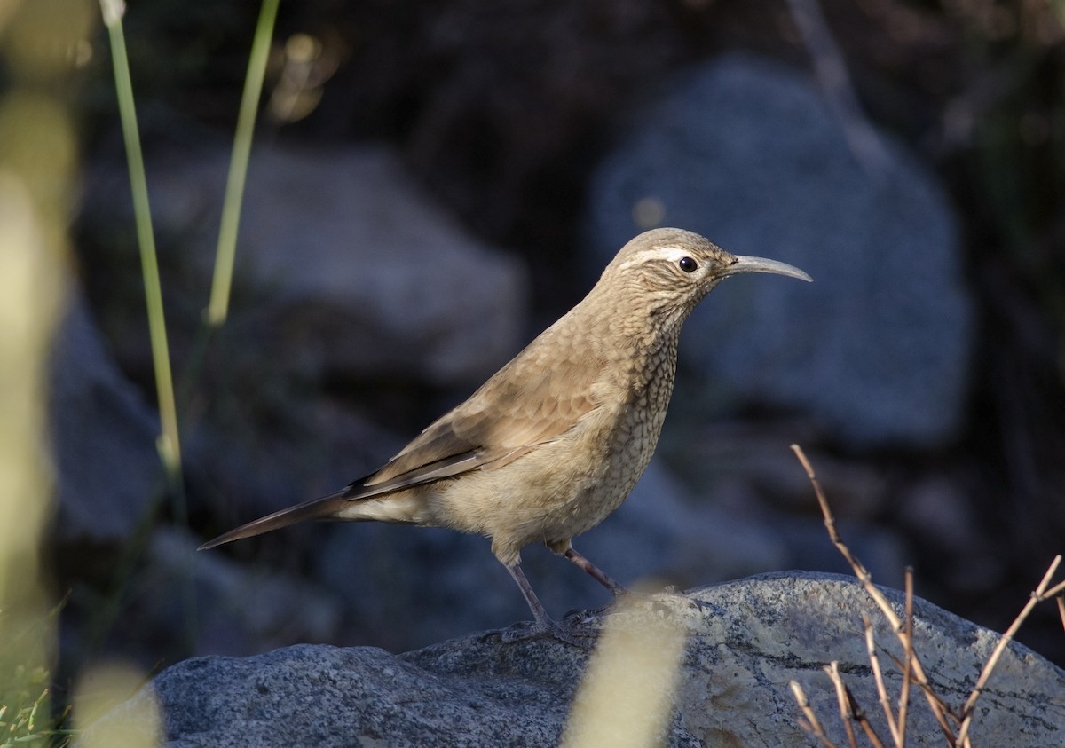 Scale-throated Earthcreeper - ML45829781