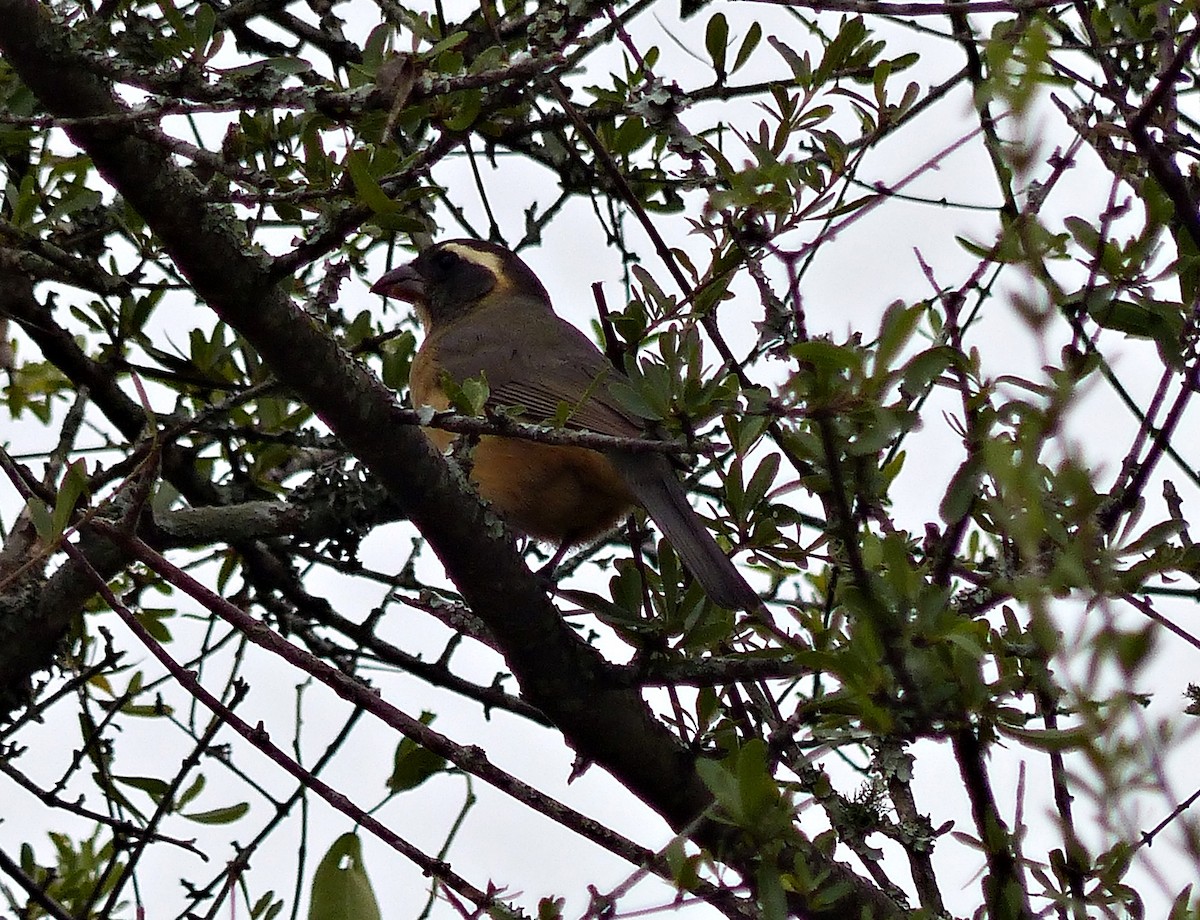 Golden-billed Saltator - ML458298021