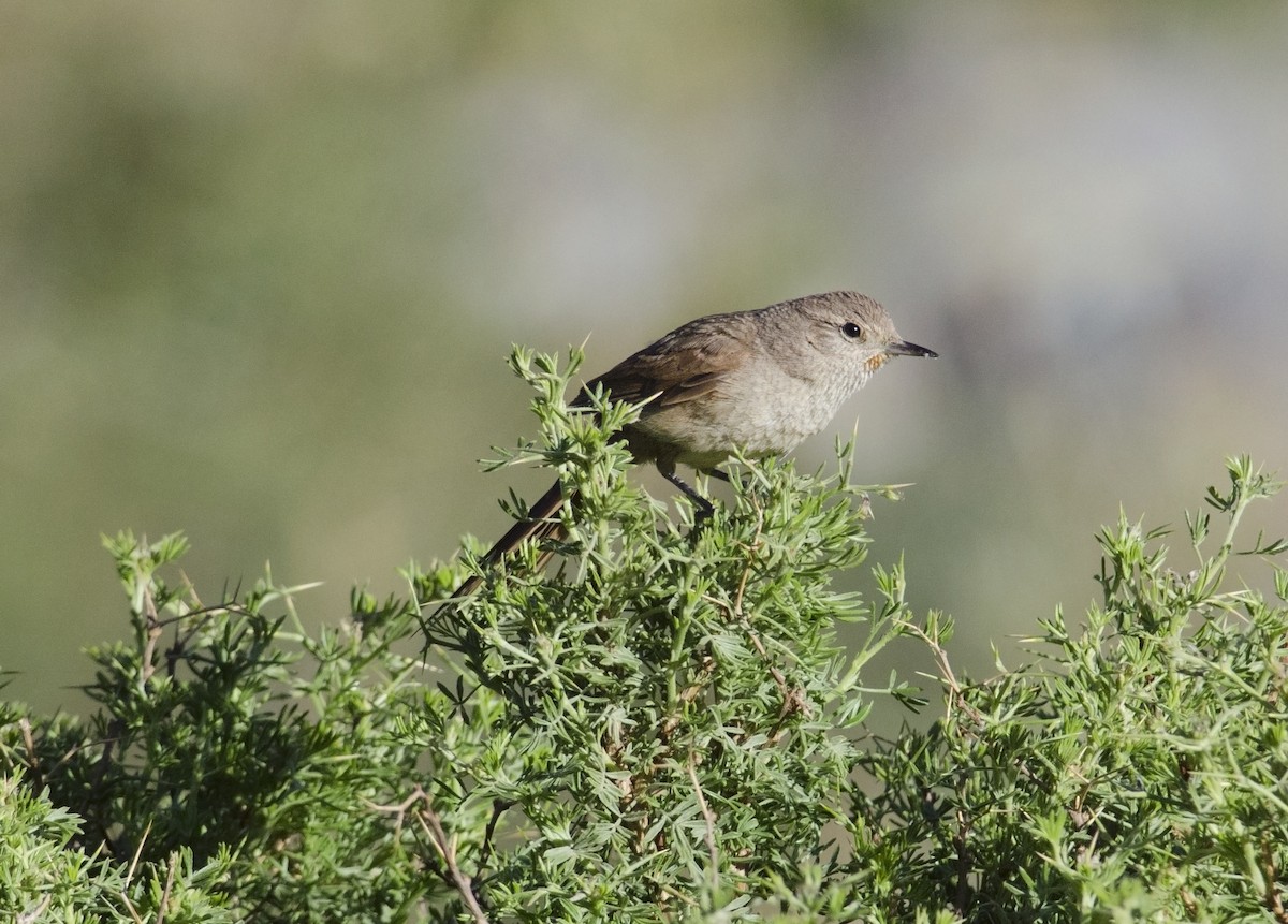 Sharp-billed Canastero - ML45829811