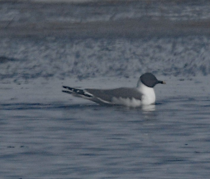 Sabine's Gull - Richard Taylor