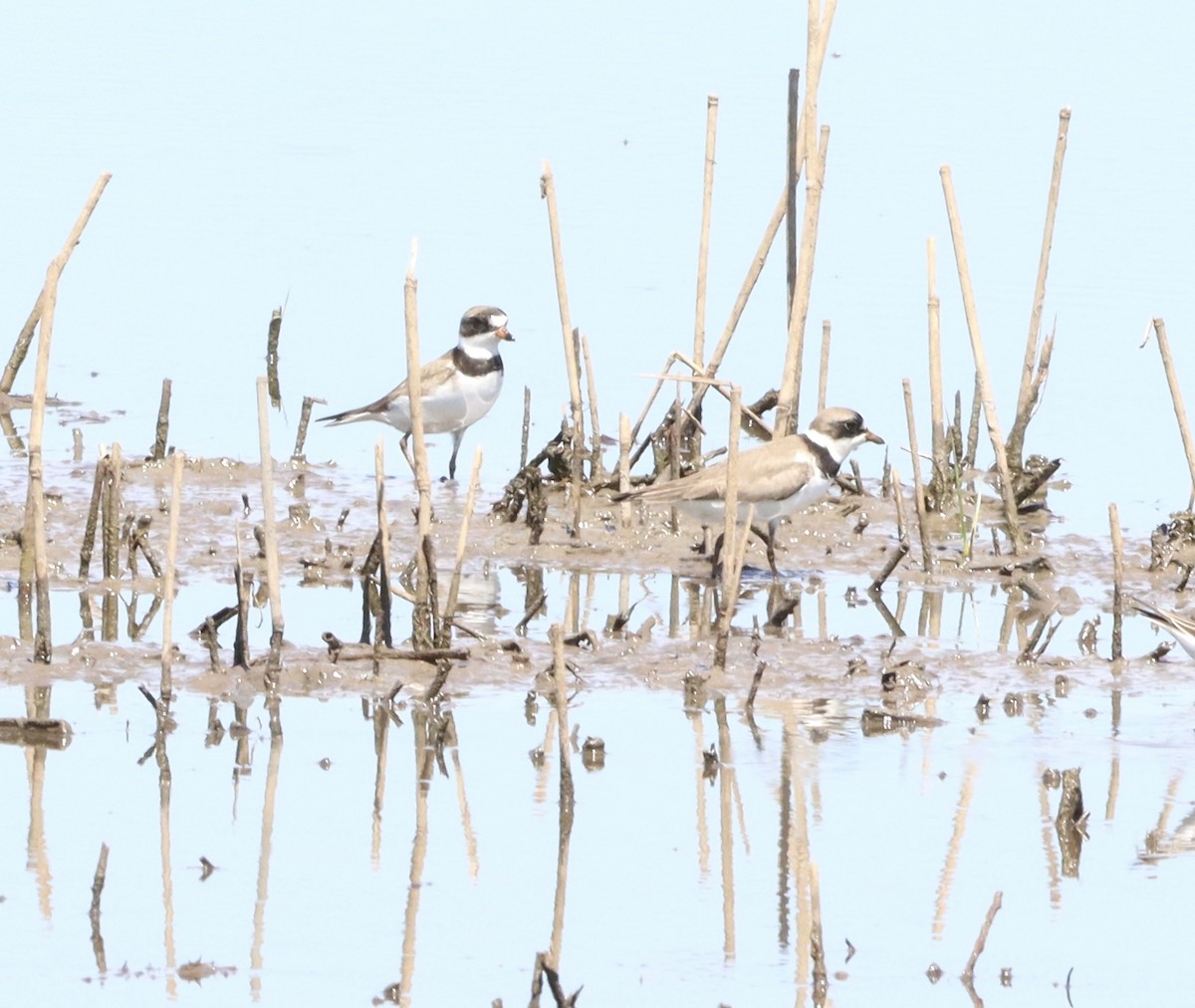 Semipalmated Plover - Arlene Prescott