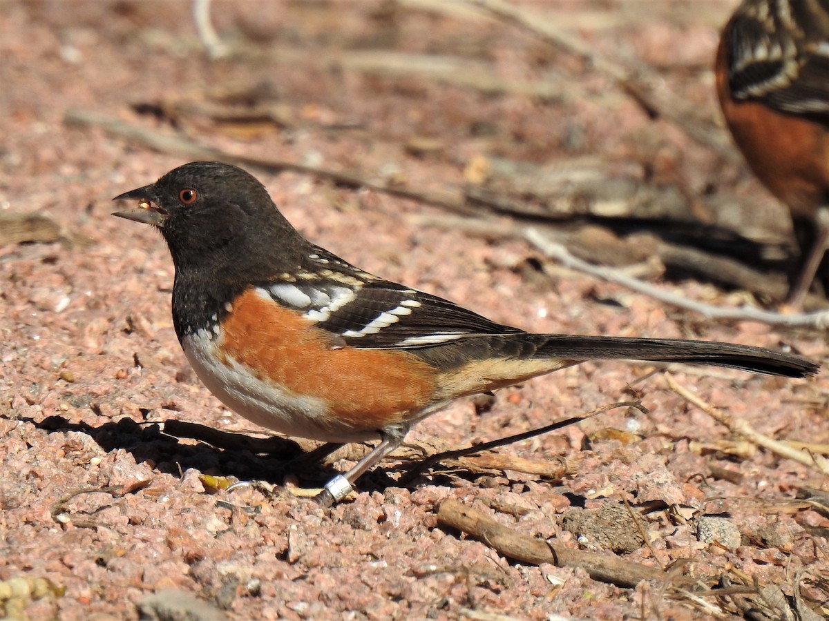 Spotted Towhee - ML458299011