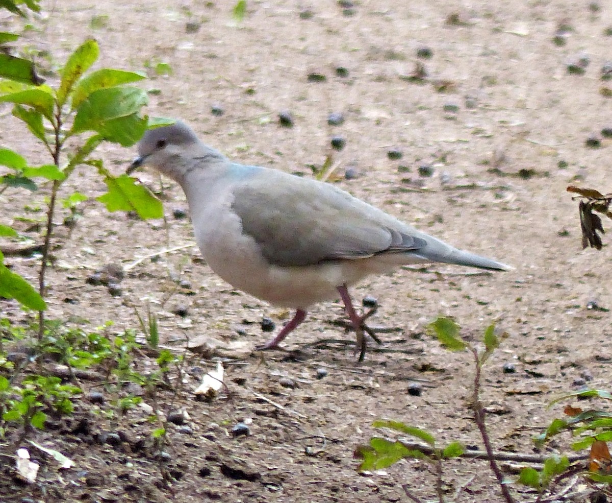 White-tipped Dove - ML458299171