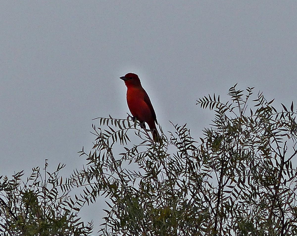 Hepatic Tanager - ML458299581