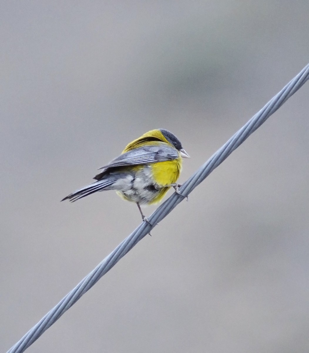 Gray-hooded Sierra Finch - ML45830021