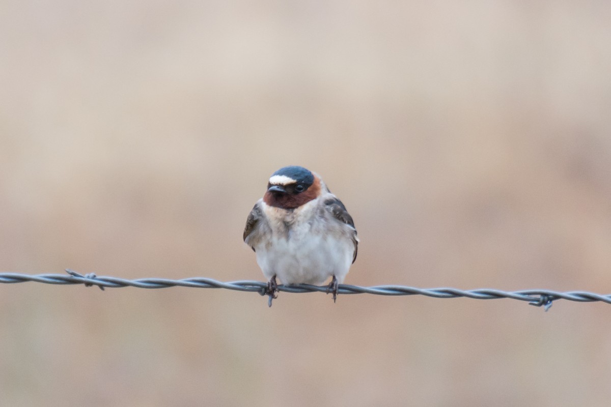 Cliff Swallow - ML458300611