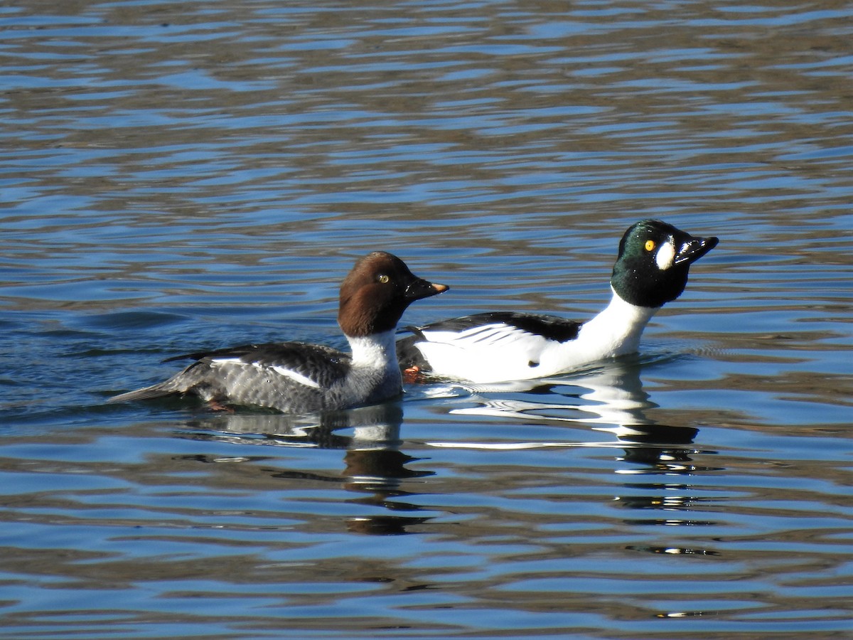 Common Goldeneye - ML458301241