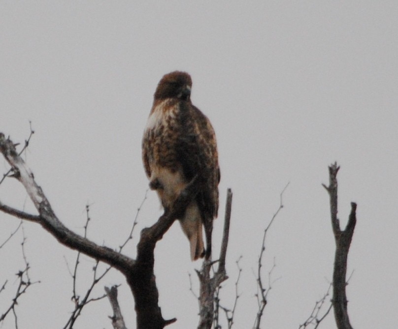 Red-tailed Hawk (calurus/alascensis) - ML45830131