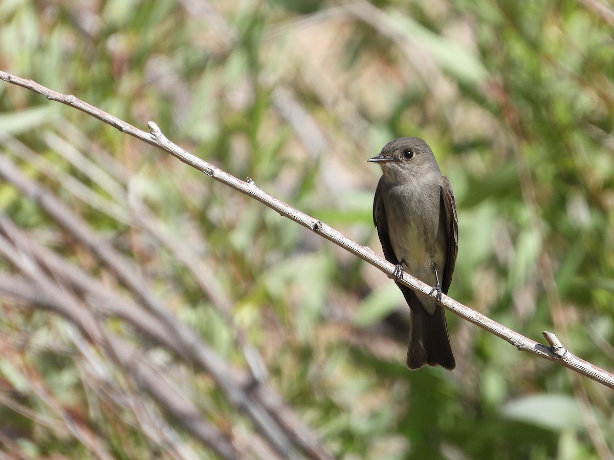 Western Wood-Pewee - ML458301411