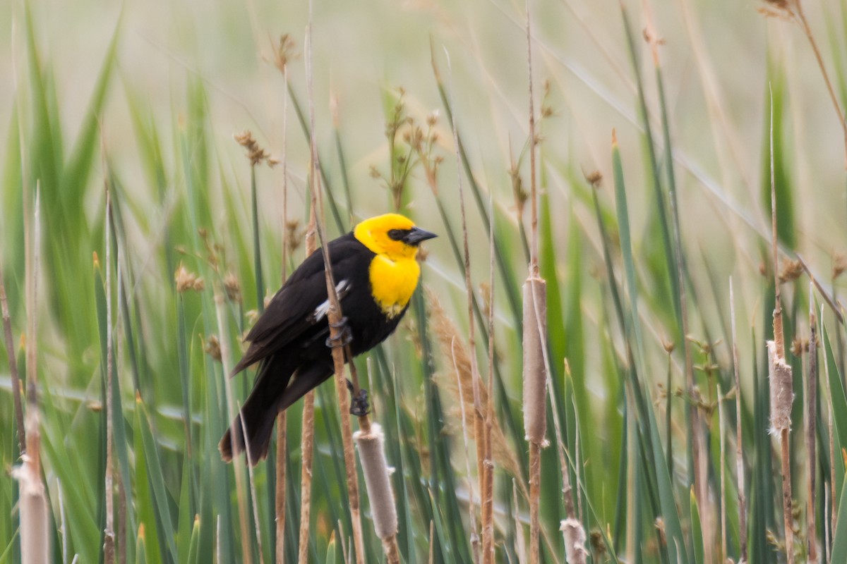 Yellow-headed Blackbird - ML458301771