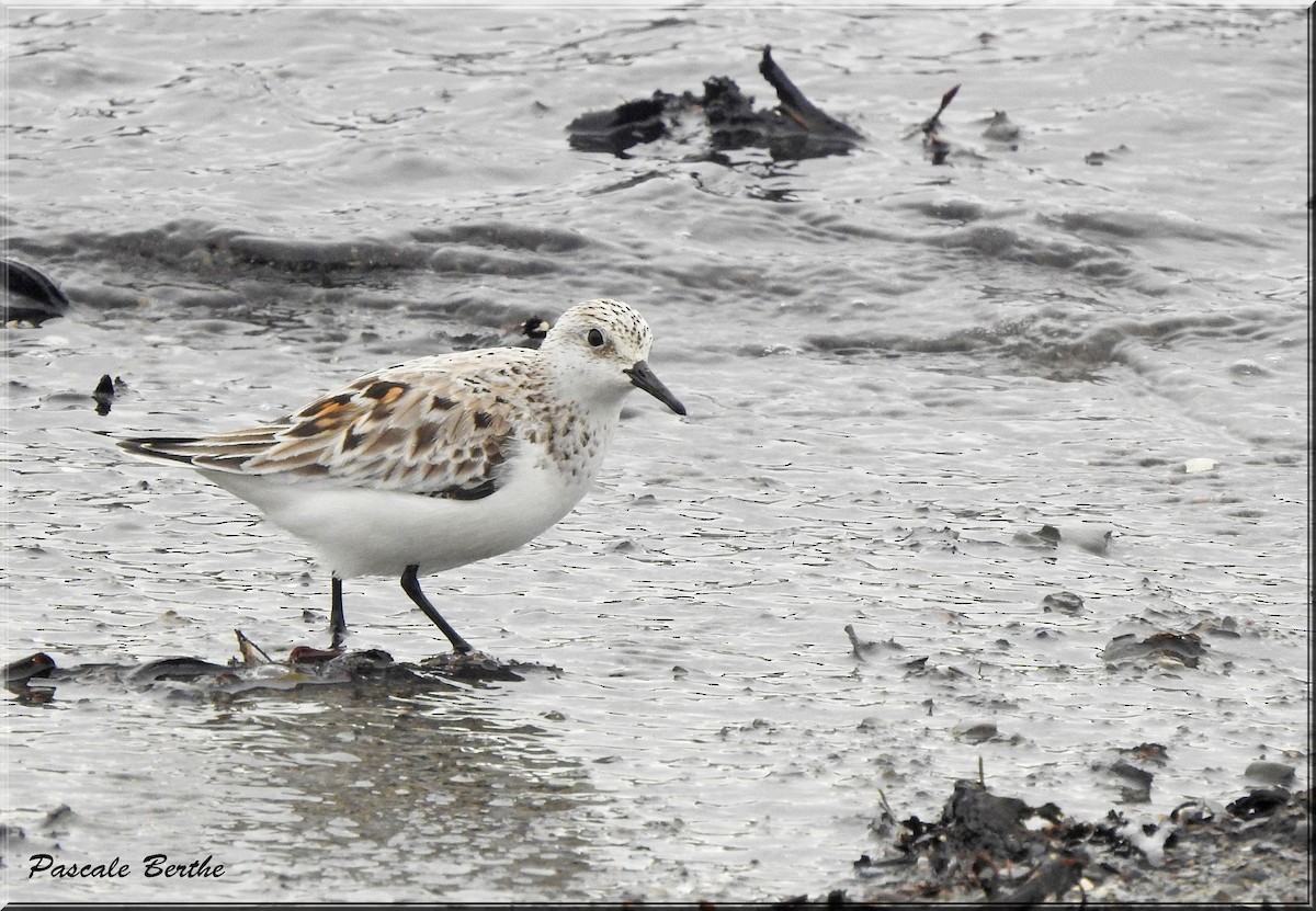 Sanderling - ML458301921