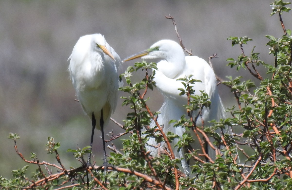 Great Egret - ML458303101