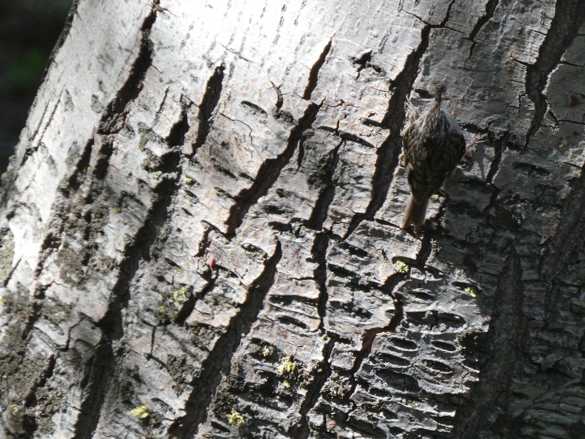 Brown Creeper - ML458305131