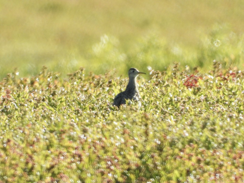 Upland Sandpiper - ML458307691