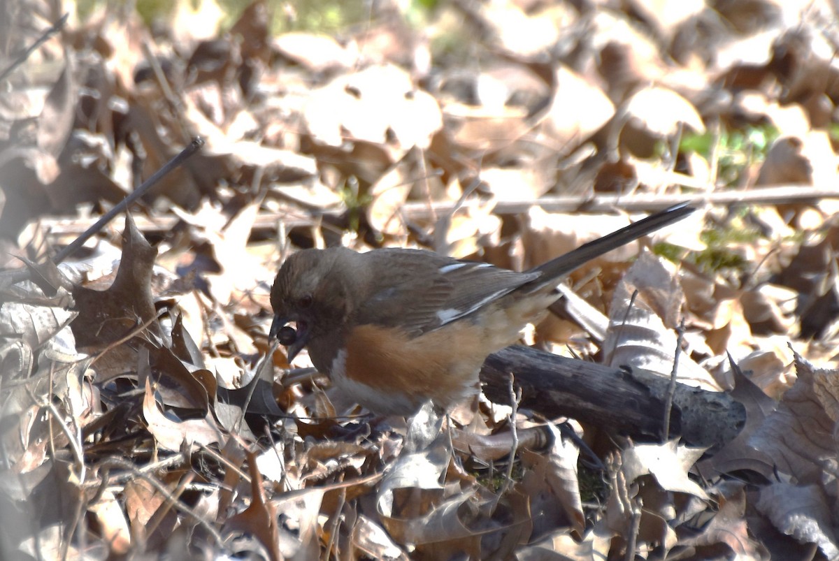 Eastern Towhee - ML458309731