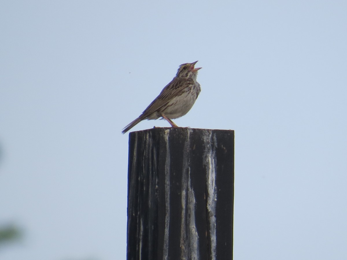 Savannah Sparrow - ML458310211