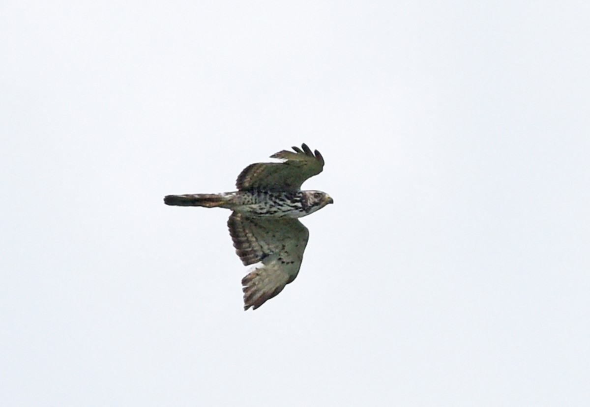 Broad-winged Hawk - ML458310751