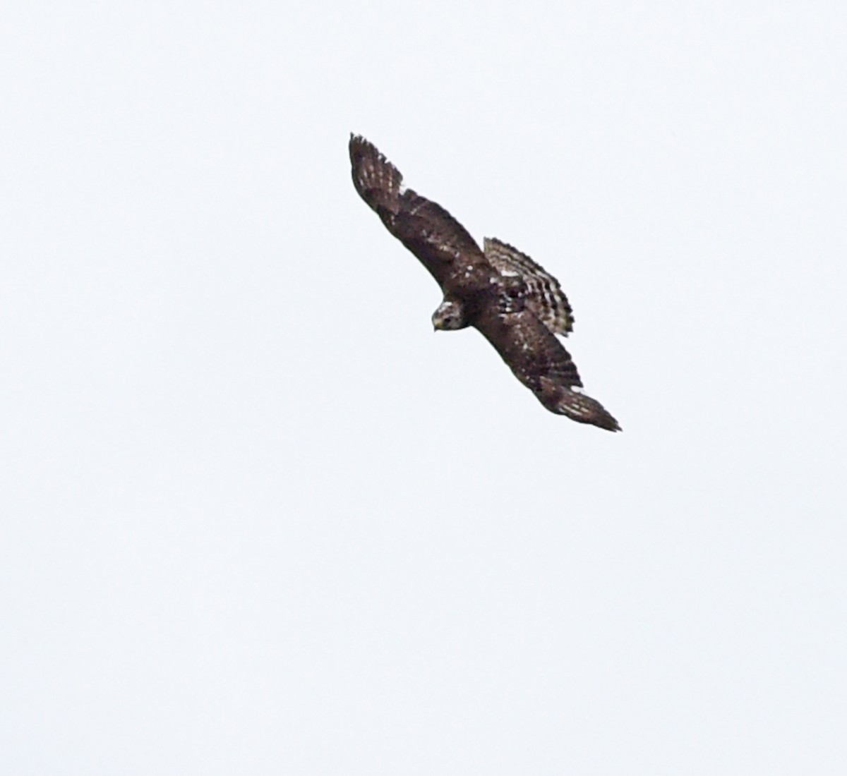 Broad-winged Hawk - ML458310761