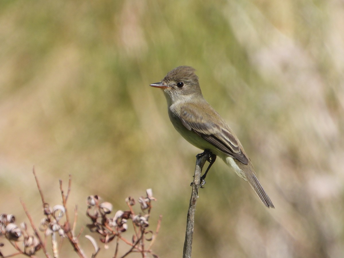 Willow Flycatcher - James Maley