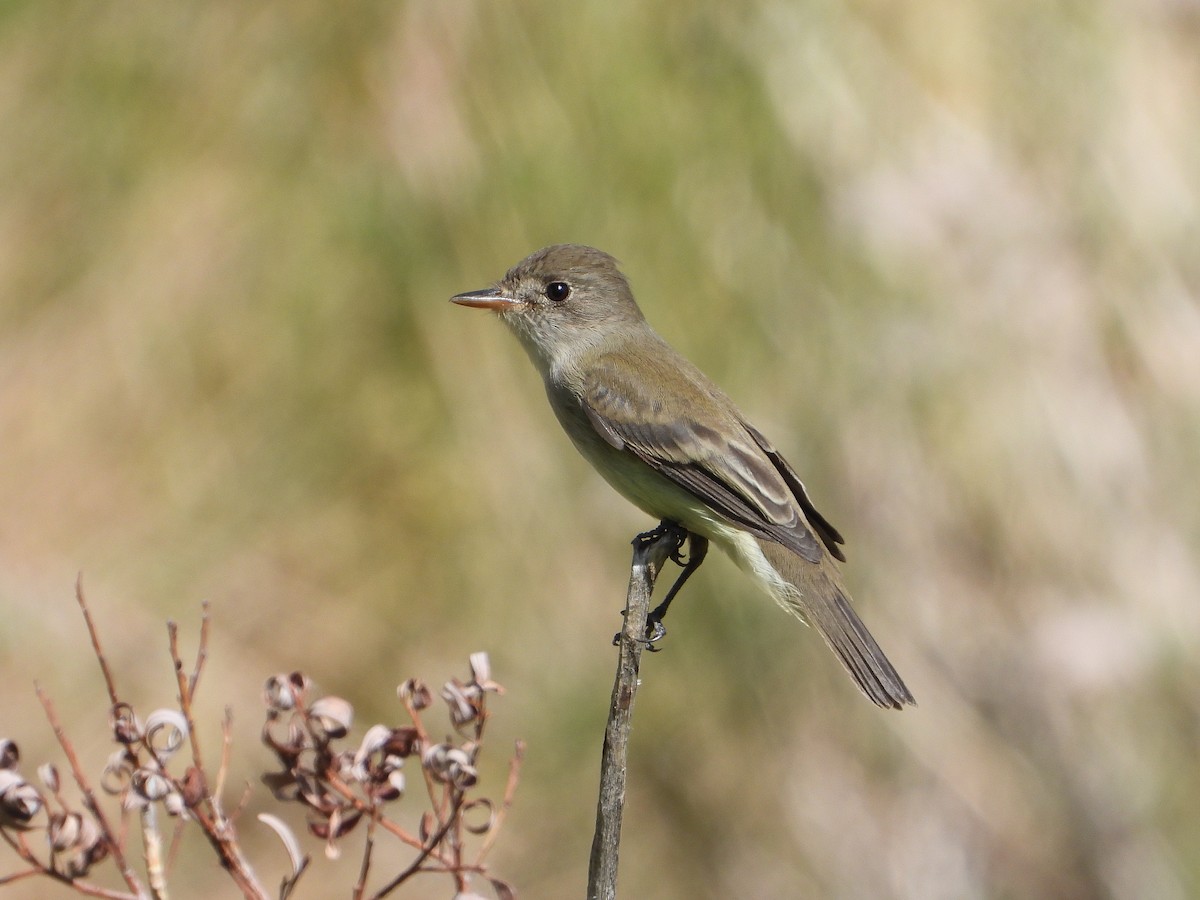 Willow Flycatcher - ML458312081