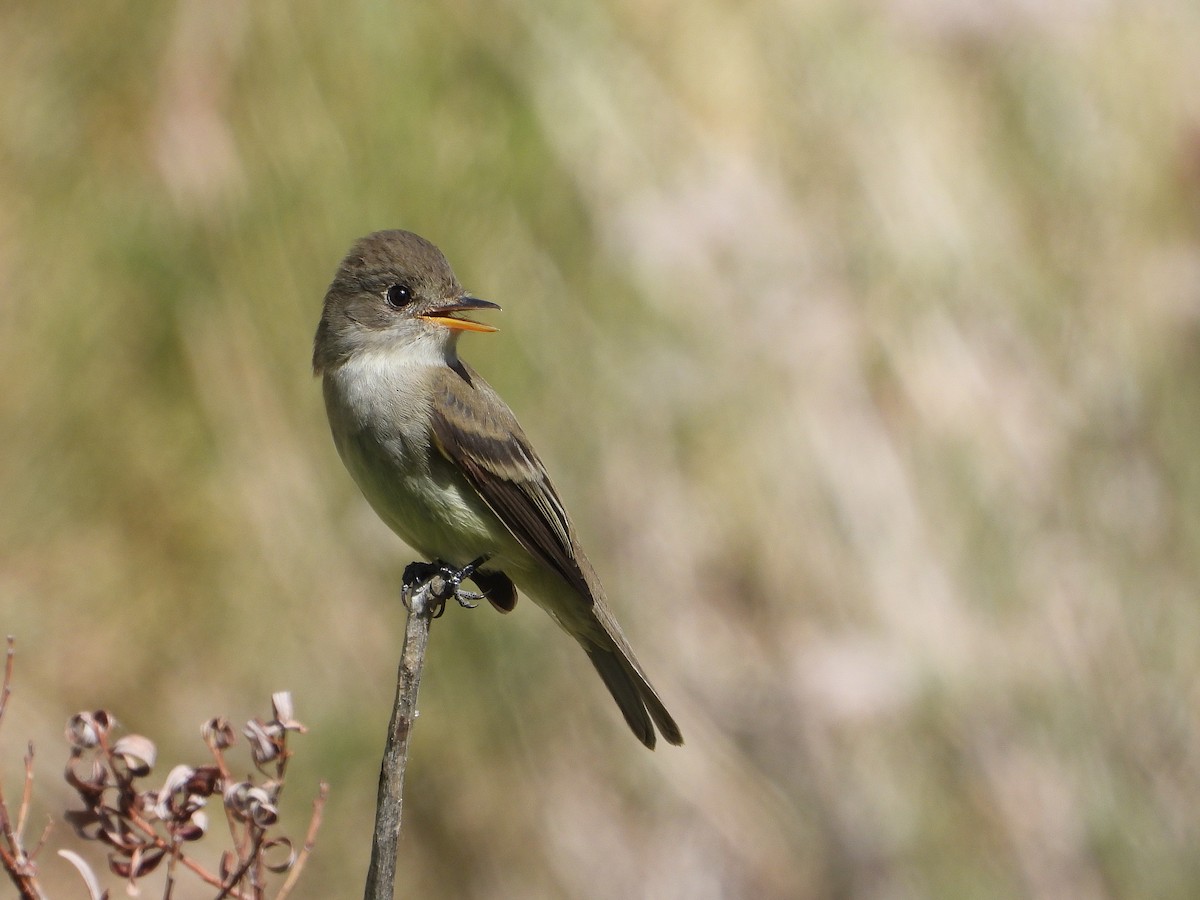 Willow Flycatcher - ML458312241