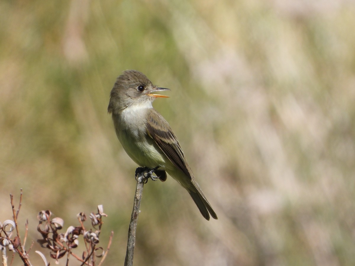 Willow Flycatcher - ML458312301