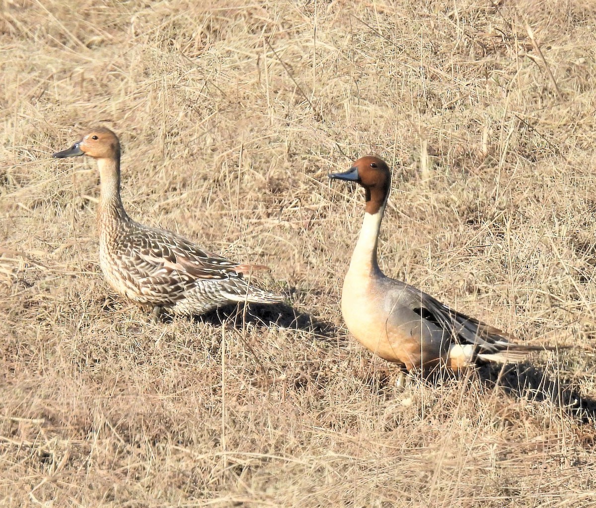 Northern Pintail - Jan Thom