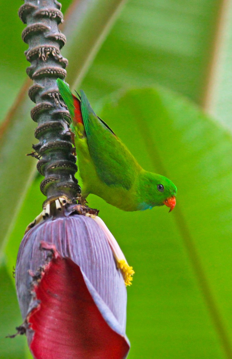 Vernal Hanging-Parrot - ML45831281