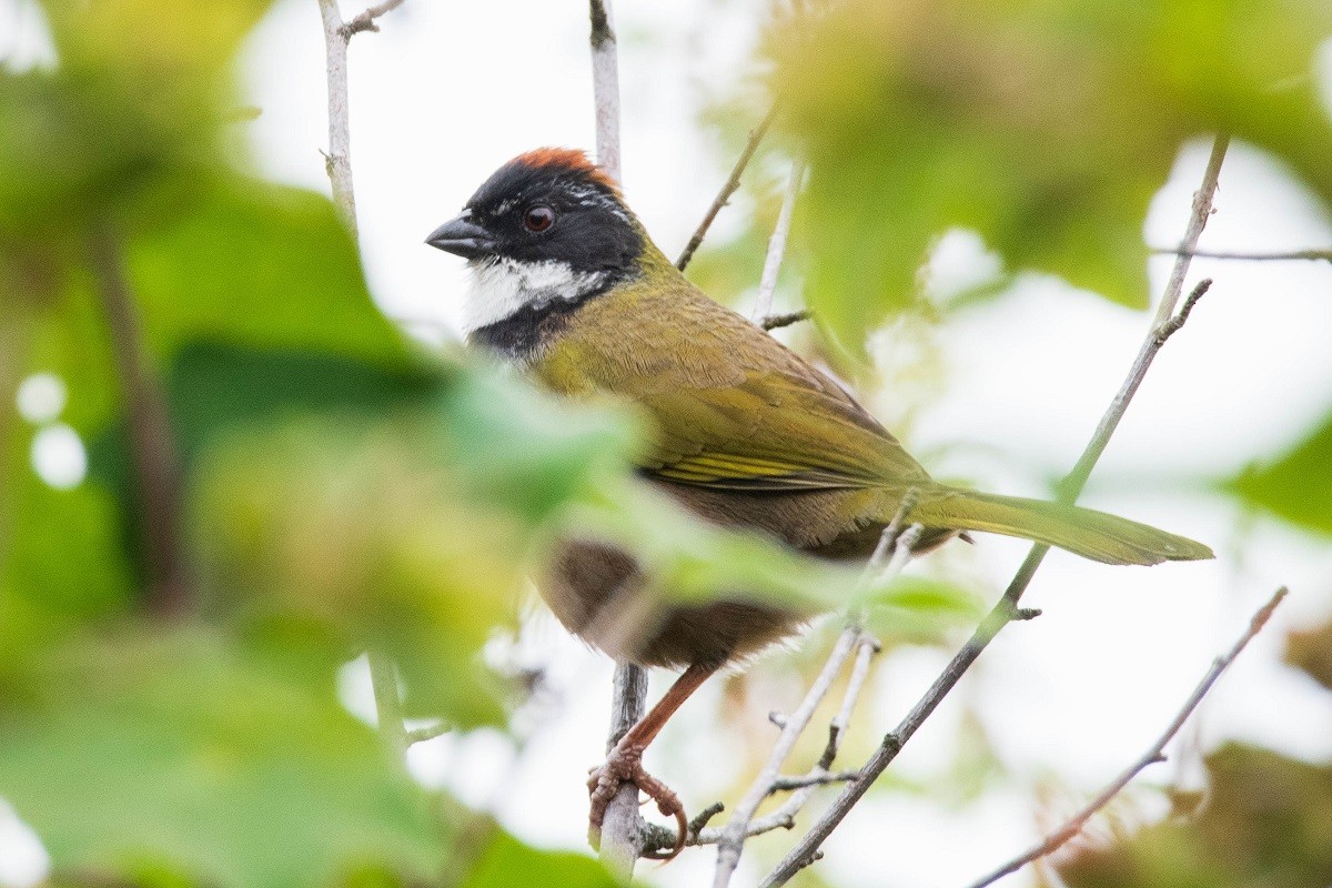 Collared Towhee - ML458317241