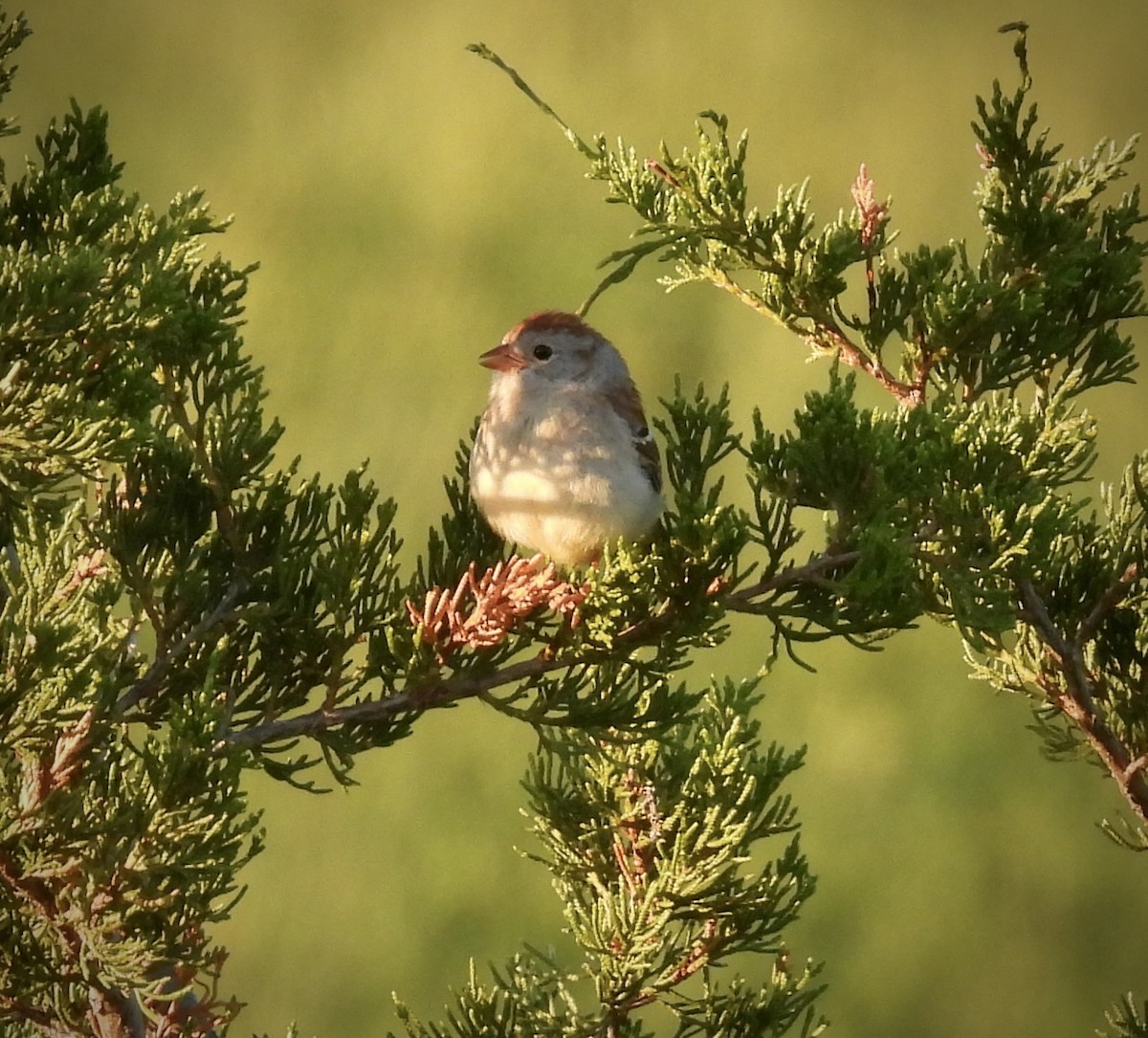 Field Sparrow - ML458318061