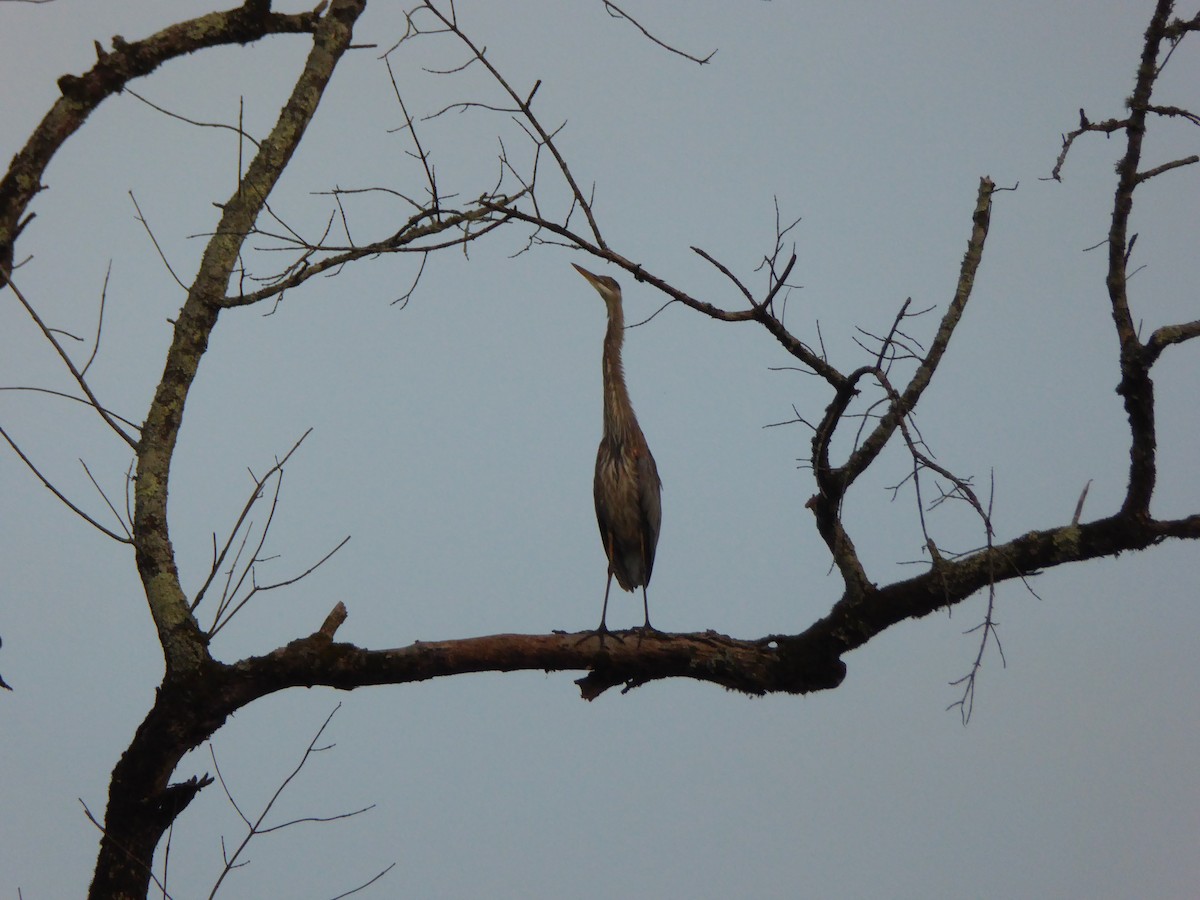 Great Blue Heron - ML458318121