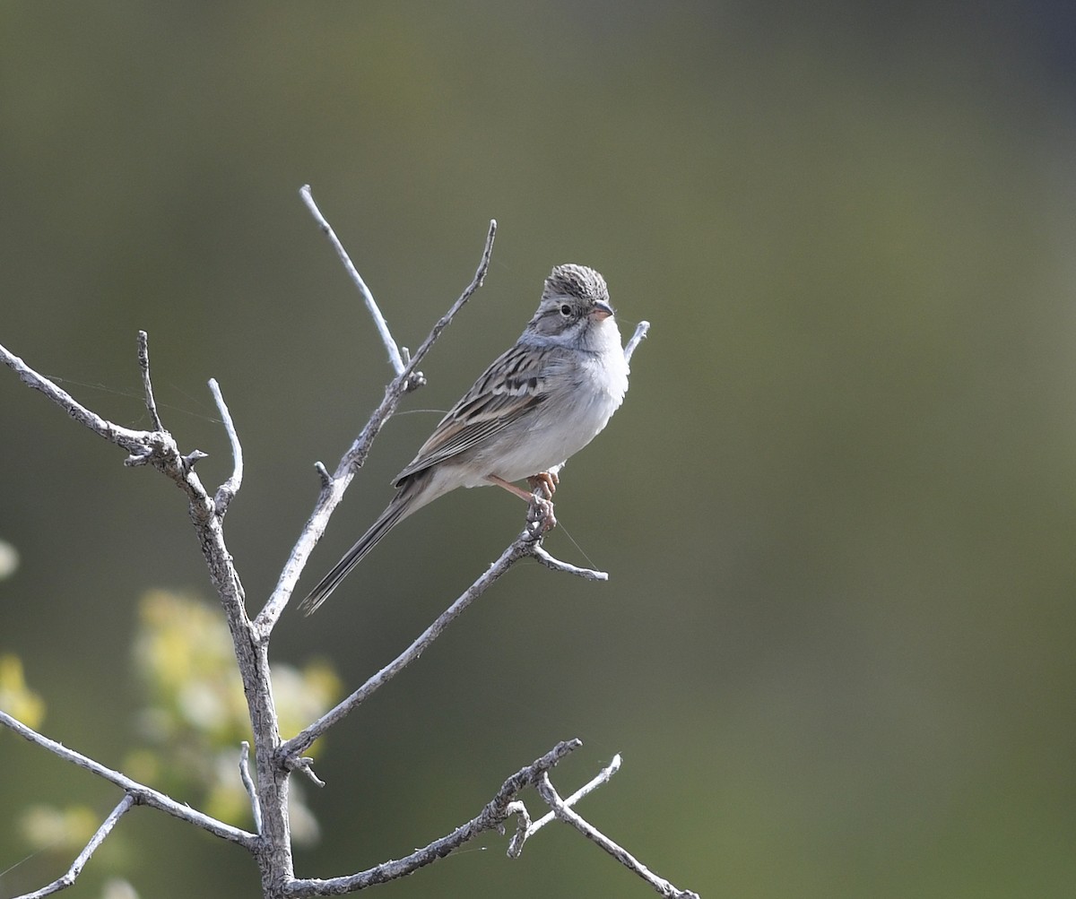 Brewer's Sparrow - ML458319281