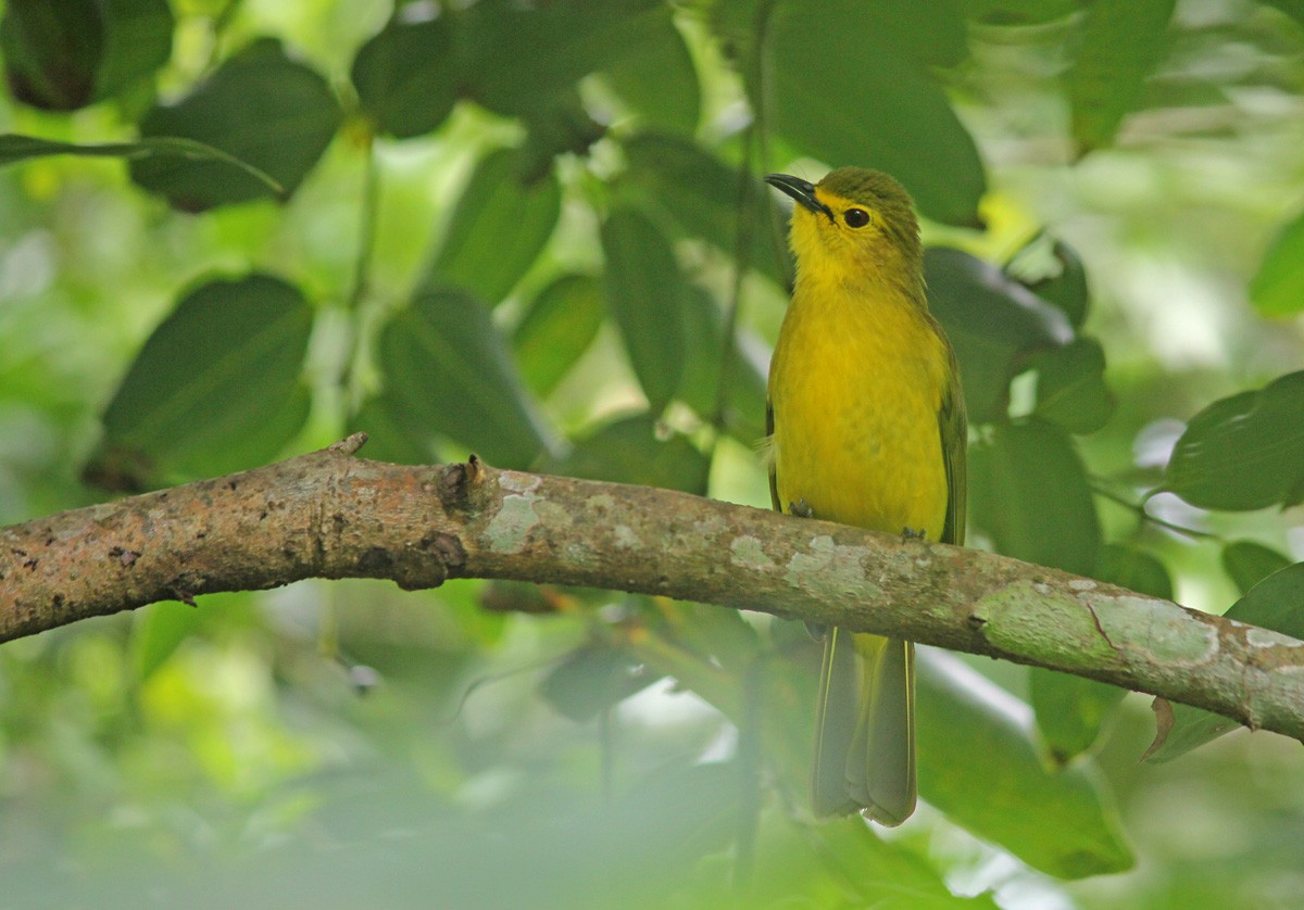 Yellow-browed Bulbul - ML45832271