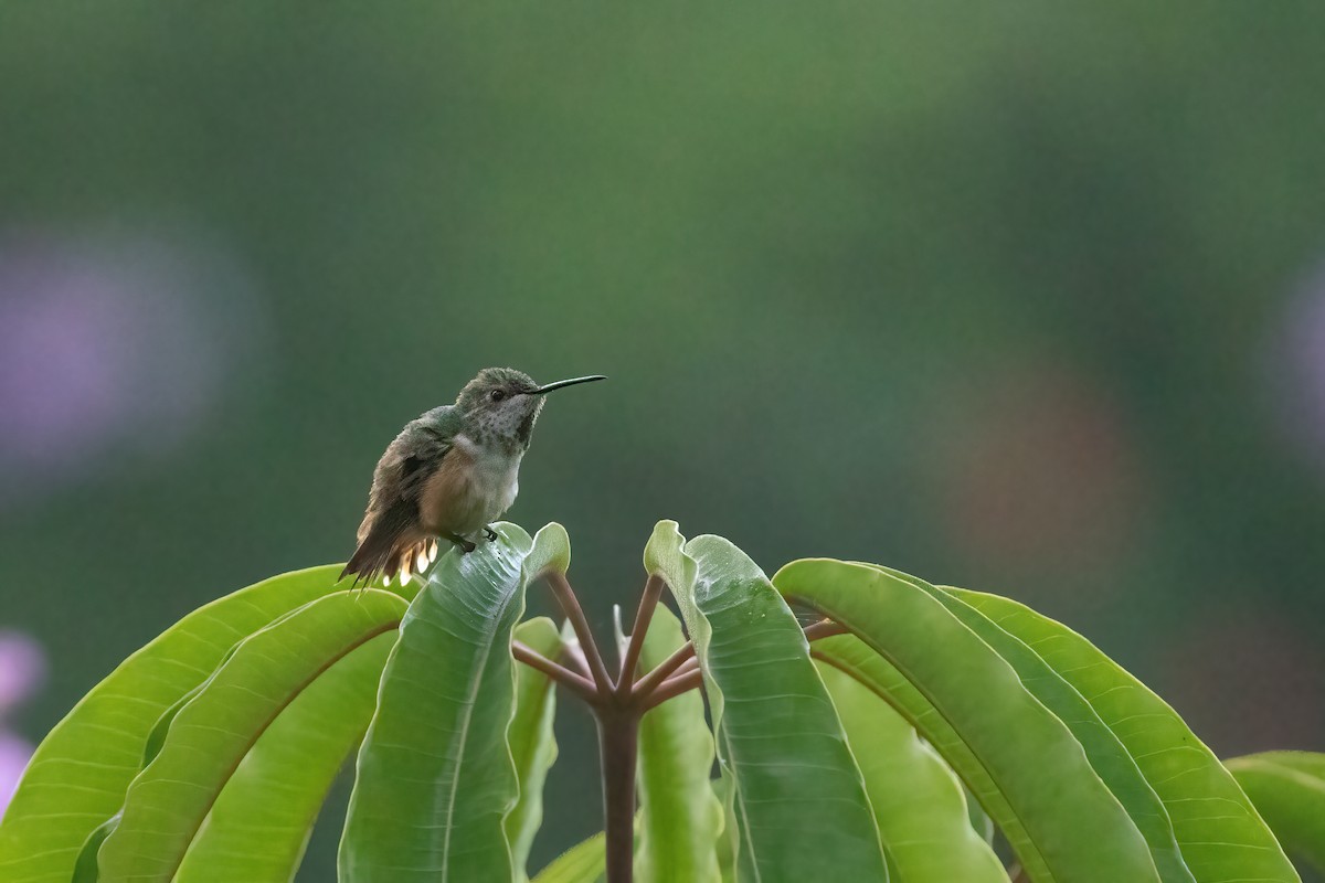 Allen's Hummingbird - ML458322951