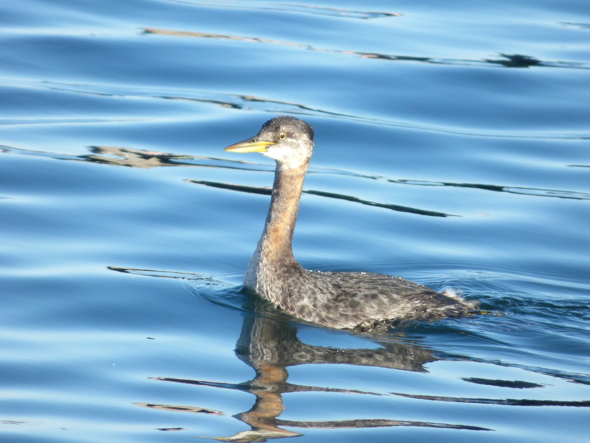 Red-necked Grebe - ML458322961