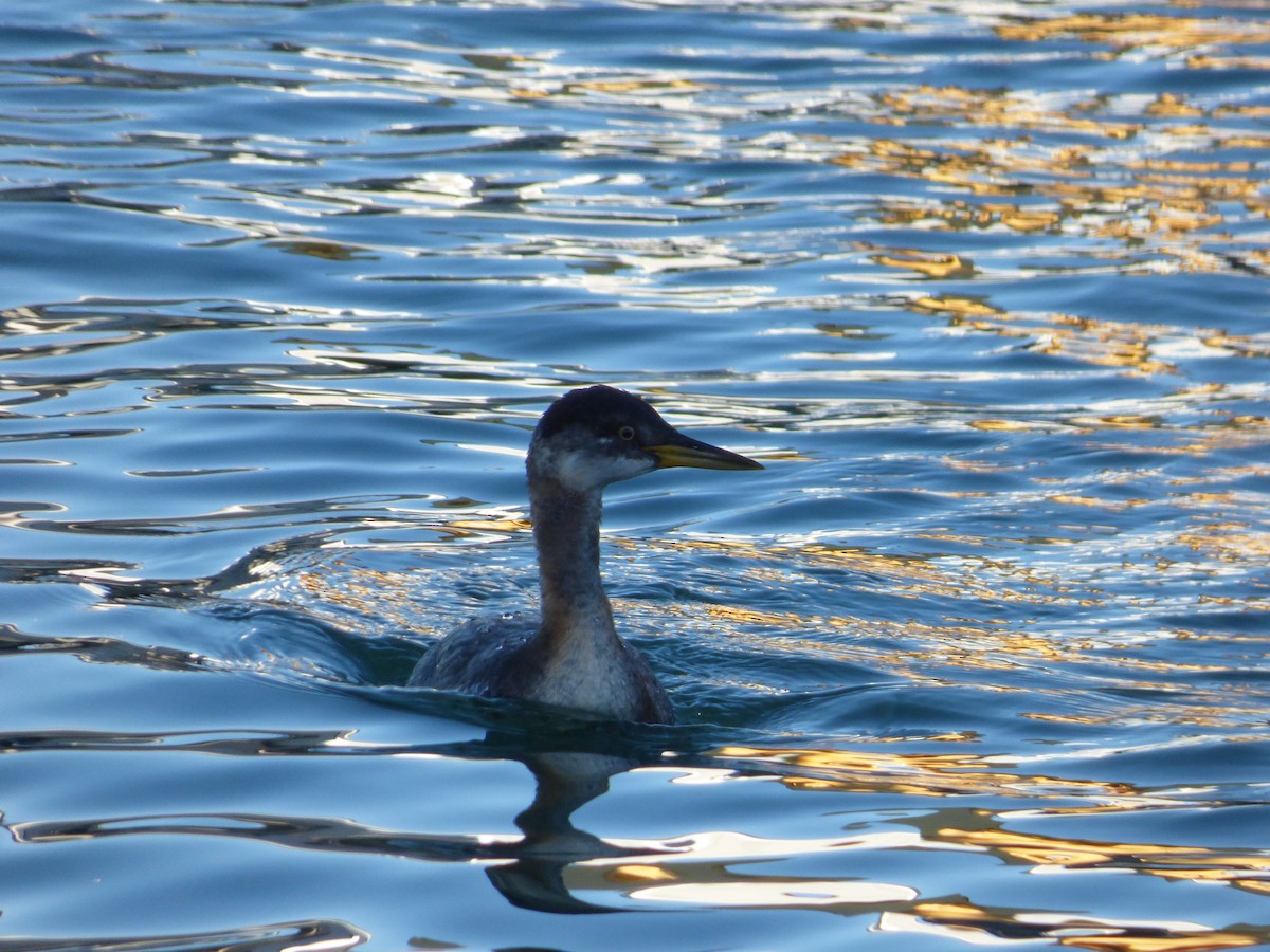 Red-necked Grebe - ML458322971