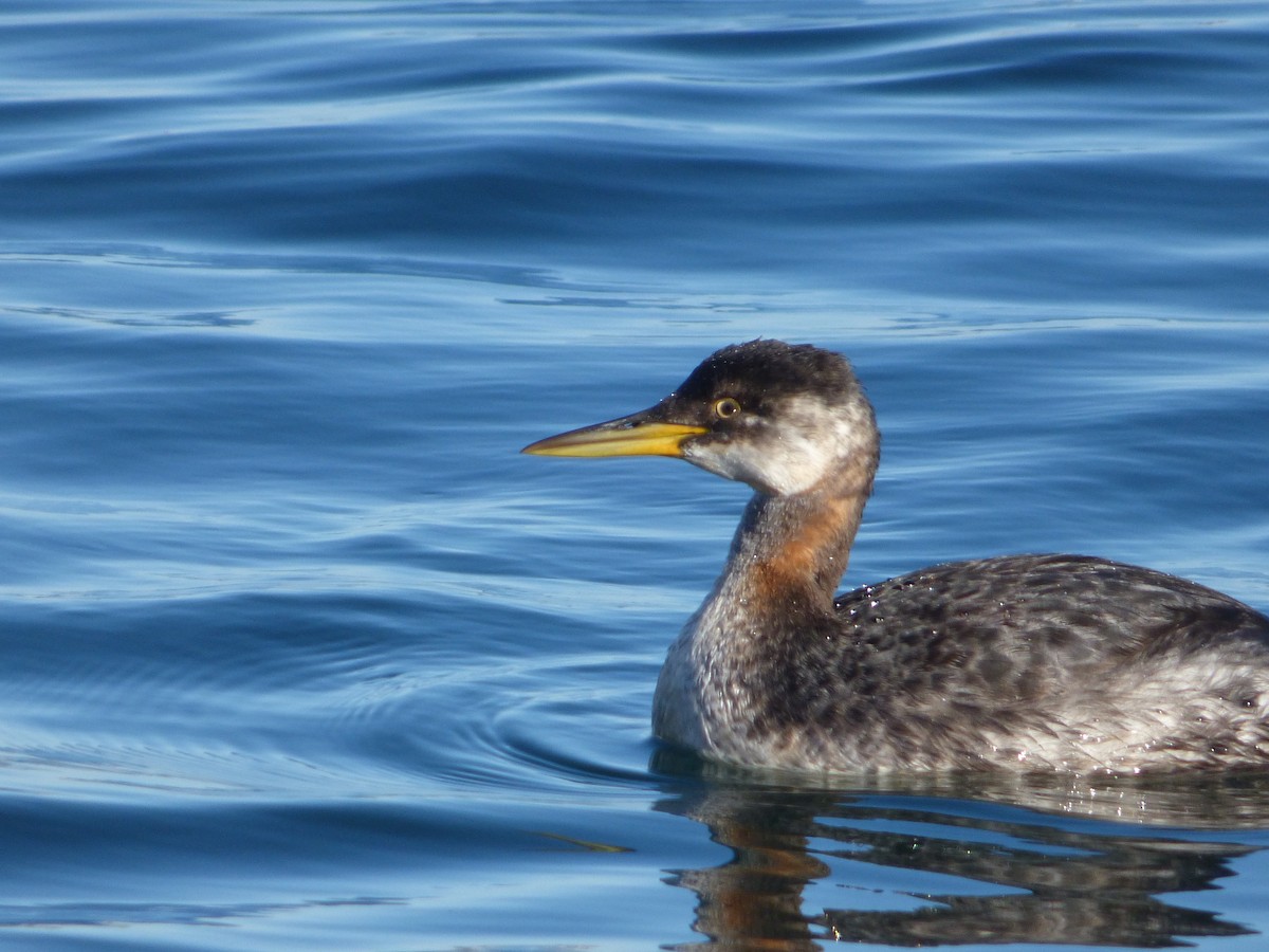 Red-necked Grebe - ML458323001