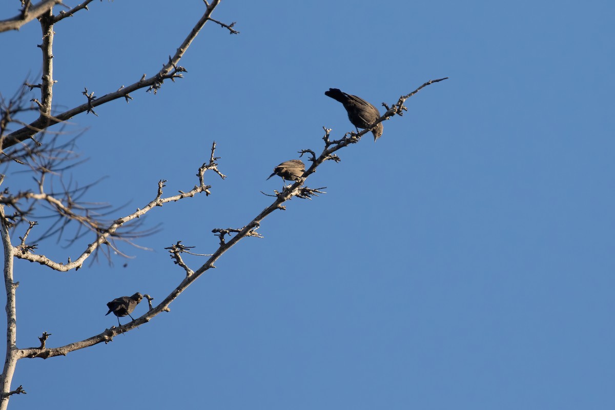 Brewer's Blackbird - ML458323041