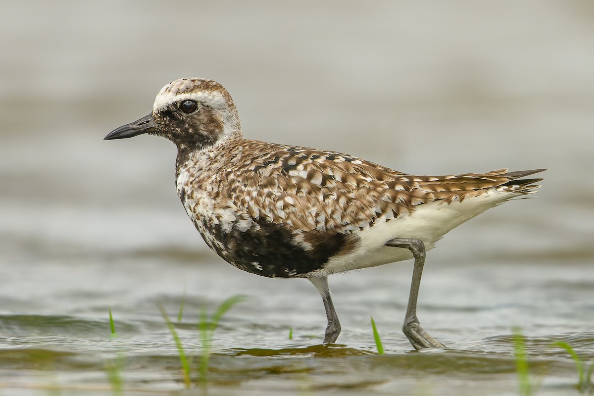 Black-bellied Plover - Simon Villeneuve