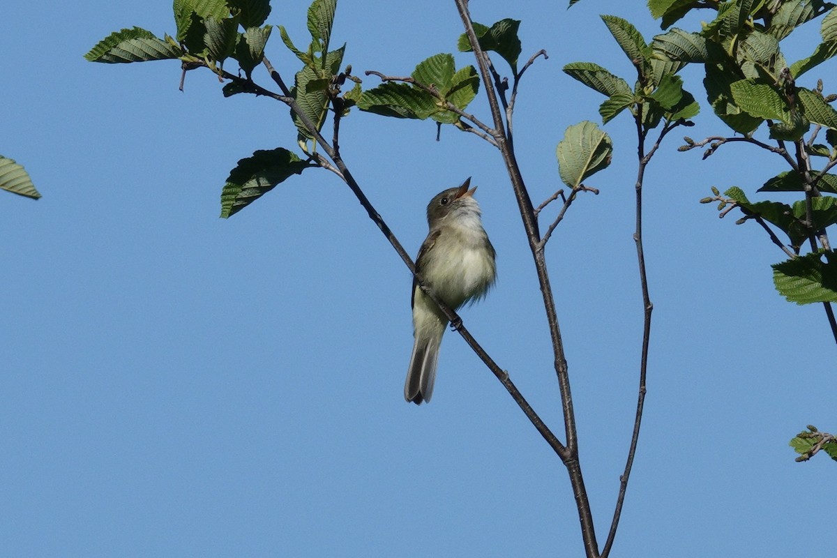 Alder Flycatcher - ML458325161