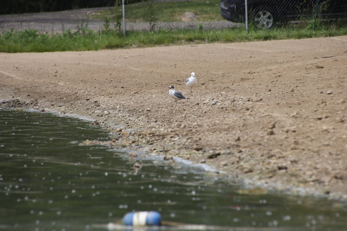 Franklin's Gull - ML458325301