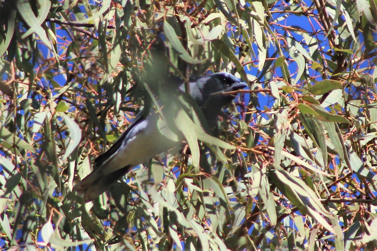 Black-faced Cuckooshrike - ML458325601