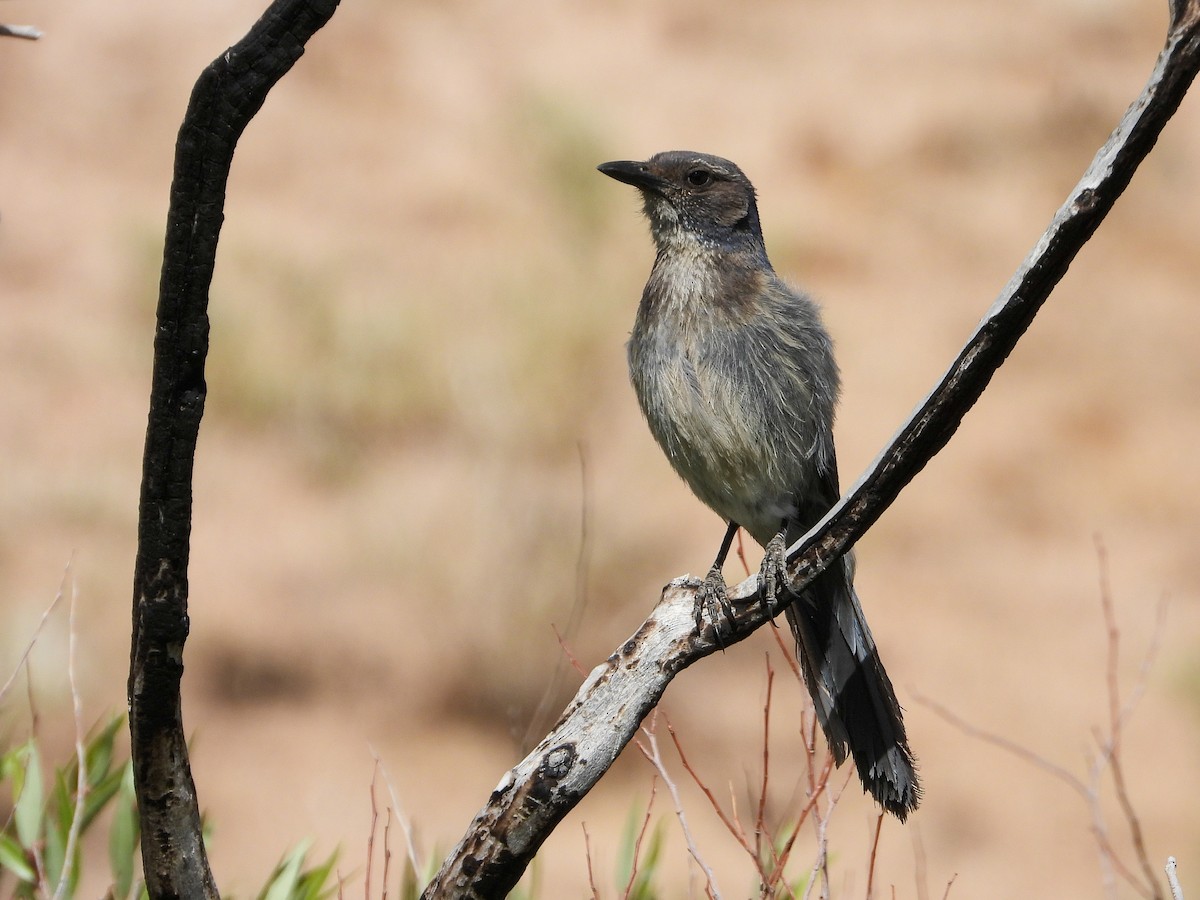 California Scrub-Jay - ML458326181