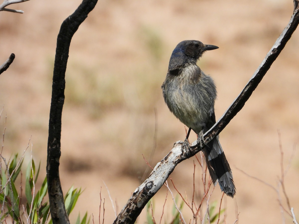 California Scrub-Jay - ML458326231