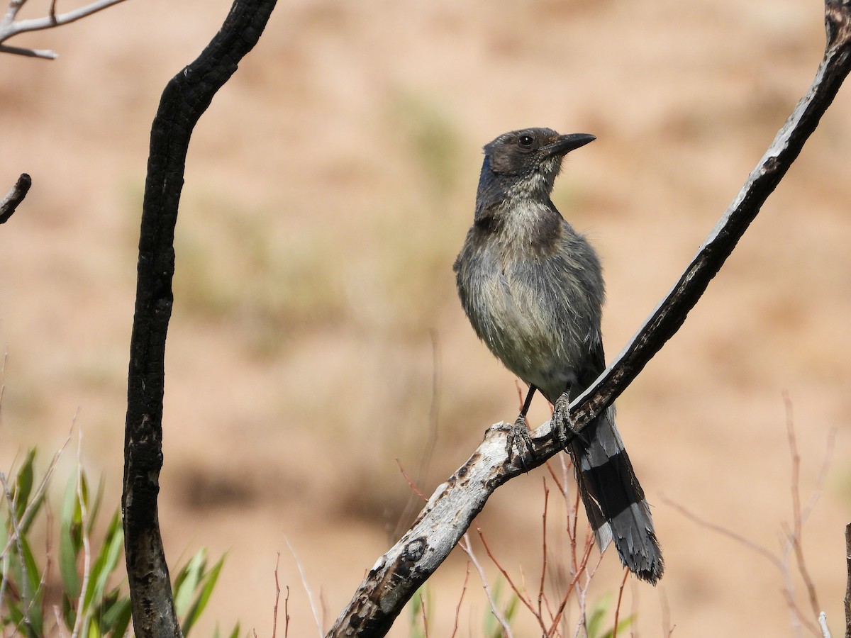 California Scrub-Jay - ML458326291