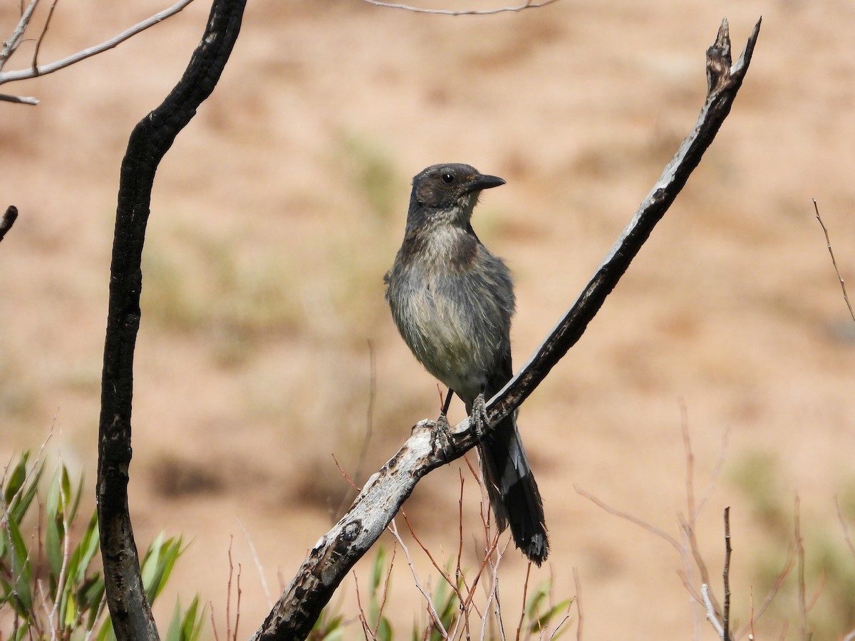 California Scrub-Jay - ML458326311