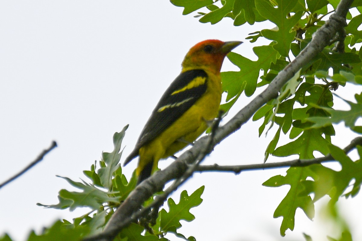 Western Tanager - ML458327331