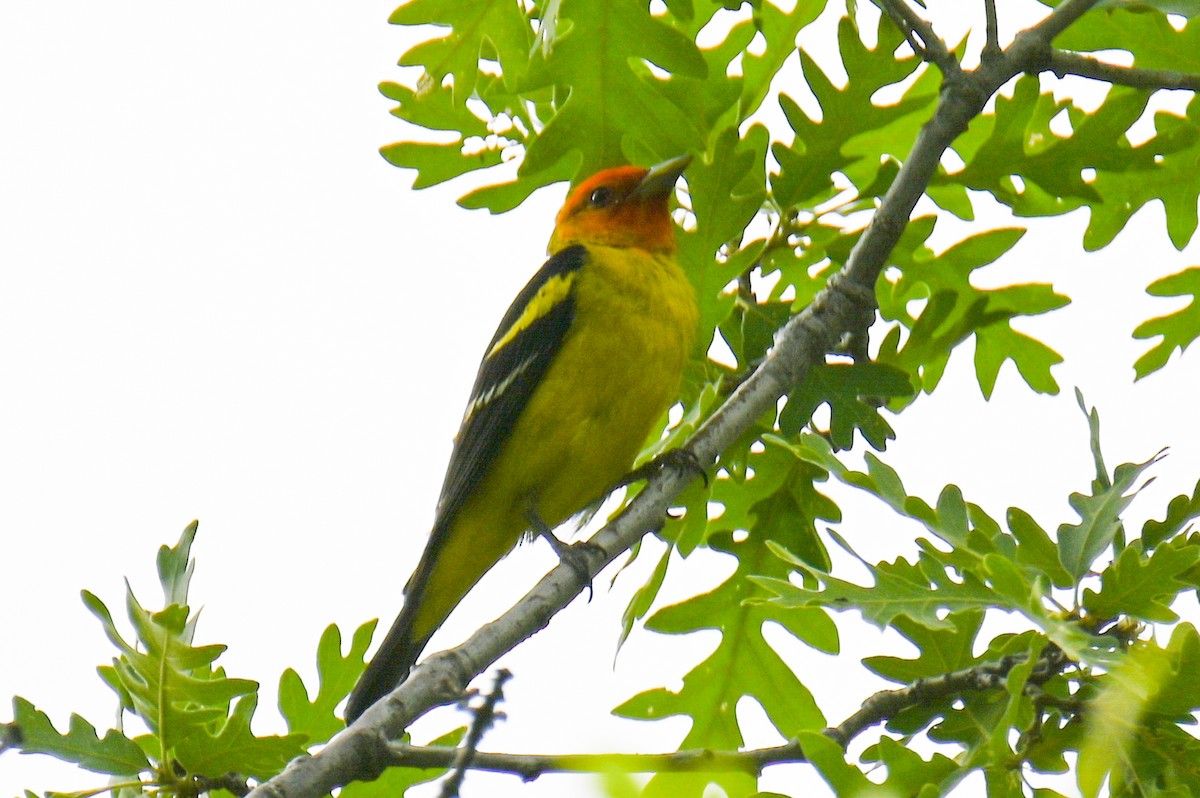 Western Tanager - ML458327341